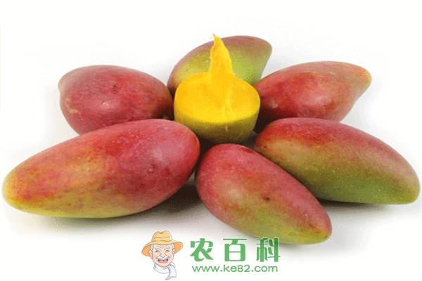 贵妃芒产地在哪儿?怎么样才是熟的?青的可以吃吗?