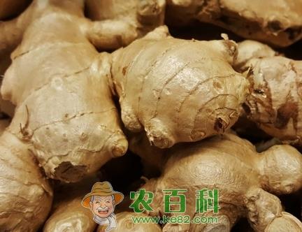 常见调味品生姜什么时候种植最好？最佳收获期是几月？