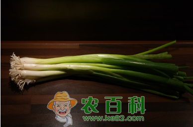 大葱价格预测如何？广大种植户该如何应对？
