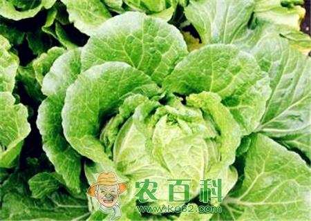 大白菜价格多少钱一斤？2019—冬储大白菜价格行情预测
