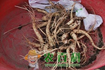 山东气候跟地形适合种植什么中药材?