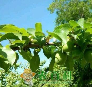 果树什么时候施肥