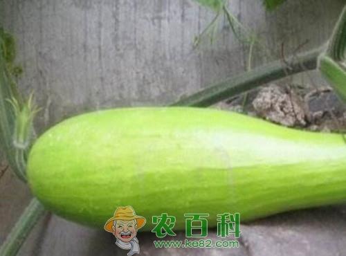 砍瓜怎么种植？多少钱一斤？怎么吃？