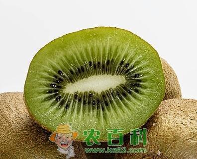 猕猴桃什么时候种植