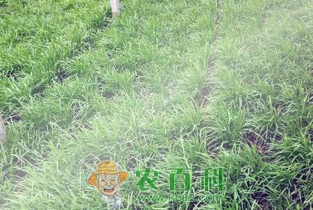 富含益生元的韭菜种植时间、栽培方法和病虫害防治技术