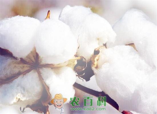 棉花最新价格多少钱一斤?棉花行情走势如何?(附成本利润及市场行情分析)