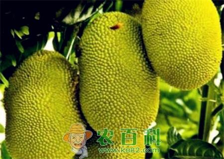 “最重的水果”菠萝蜜价格多少钱一斤?种植赚钱吗?附种植效益分析