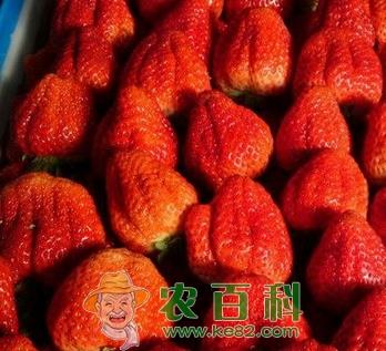 贵阳摘草莓