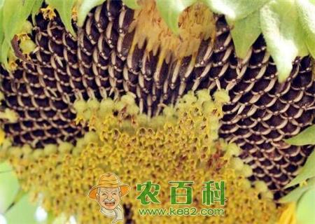 现在向日葵种子多少钱一斤?种一亩能有多少产量?