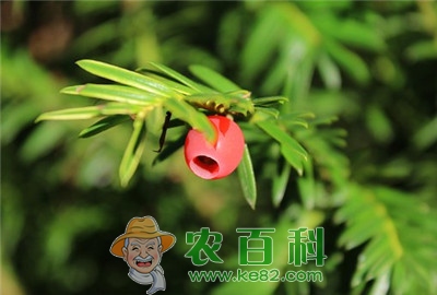 红豆杉价格多少钱一斤？什么时候种？长几年能结果？