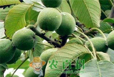 青皮核桃价格多少钱一斤？什么时候成熟？药用价值有哪些？