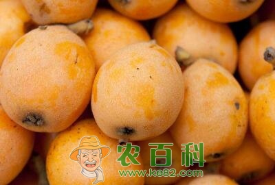 枇杷是什么季节的水果?多少钱一斤?有什么功效和作用?