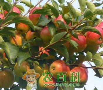 种植果树最佳季节