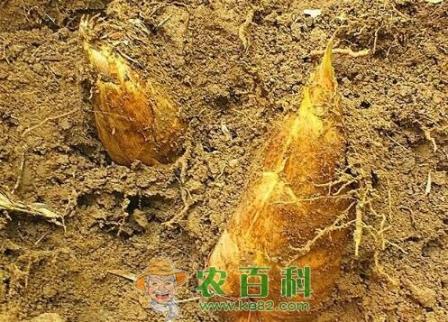 最新冬笋价格:多地冬笋集中上市,现在价格多少钱一斤?