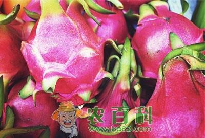 农民种植什么水果最赚钱?