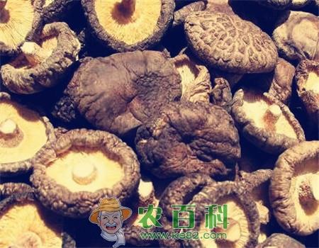 “山珍”香菇价格多少钱一斤?是哪里的特产?据说这几地方的香菇品质最好!