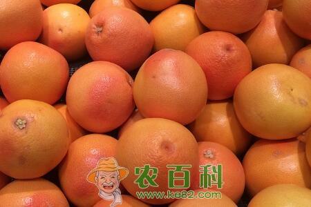 柑橘属橙子、红心柚子、西柚一般几月份成熟上市？它们有什么区别？