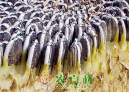 现在向日葵种子多少钱一斤?种一亩能有多少产量?