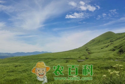 南方养殖肉牛种什么草好?
