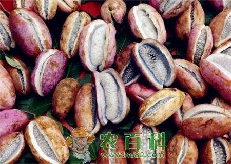 八月瓜（炸）可以人工种植吗？适合哪里种植？2019八月炸果多少钱一斤？