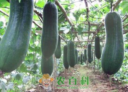 冬瓜多少钱一斤?种一亩大约赚多少钱?