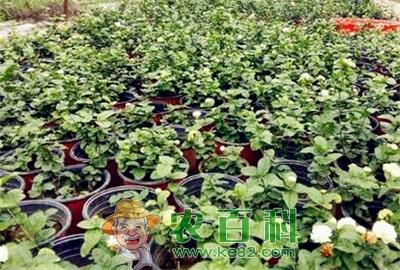茉莉花养殖方法和注意事项主要有哪些?主要产地在哪?