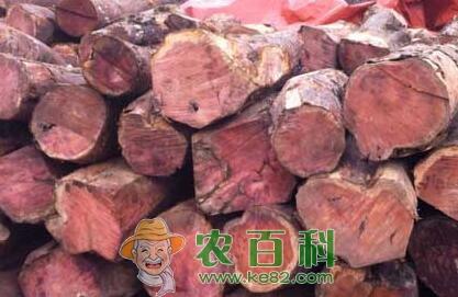 红豆杉木材就是红木吗?价格多少钱一吨?如何鉴别真假?