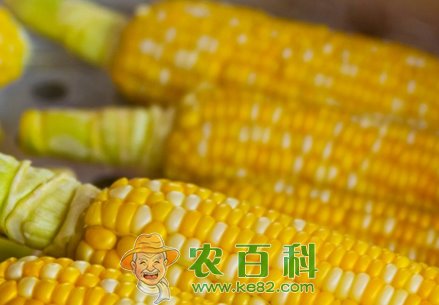 玉米价格上涨吗?种植能赚钱吗?未来前景如何?