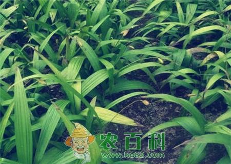种白芨赚钱吗？2019白芨种植前景及市场价格行情分析（附白芨最新价格）