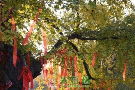 落叶乔木梧桐、银杏树苗多少钱一棵？怎么种植？有什么寓意？