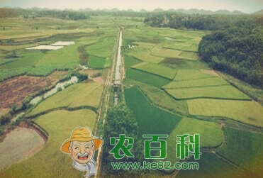 田坎上适合种植海椒!