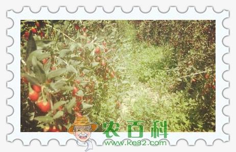 枸杞树能活多少年?栽下树苗后几年后能结果?