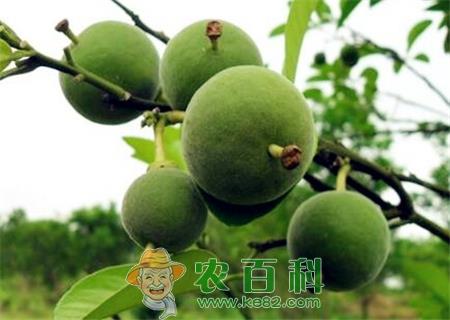 橘红价格多少钱一斤?主要产地在哪?化州橘红有哪些功效作用