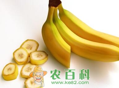 香蕉什么时候能收获?是在几月份成熟?需要种多久?(附最新行情)
