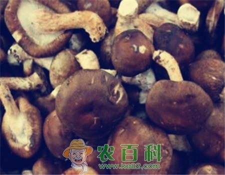 “山珍”香菇价格多少钱一斤?是哪里的特产?据说这几地方的香菇品质最好!