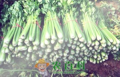 长季节作物芹菜的种植时间、栽培方法和病虫害防治技术