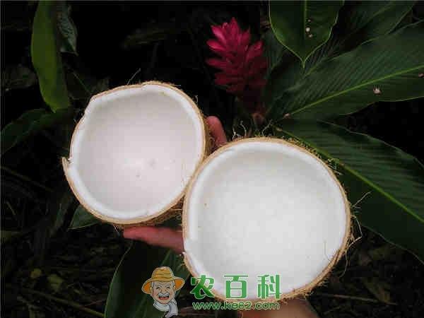 椰子是什么季节的水果?多少钱一斤?有什么功效和作用?