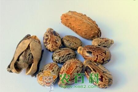 大戟科植物蓖麻籽多少钱一斤？有毒吗？