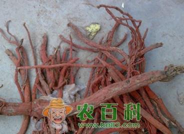 山东气候跟地形适合种植什么中药材?