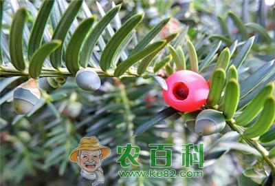 红豆杉价格多少钱一斤？什么时候种？长几年能结果？