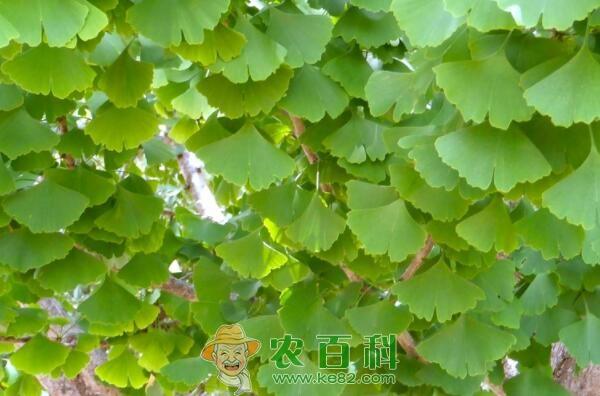 落叶乔木梧桐、银杏树苗多少钱一棵？怎么种植？有什么寓意？