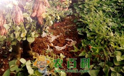 “长寿食品”红薯的种植时间、栽培方法和病虫害防治技术