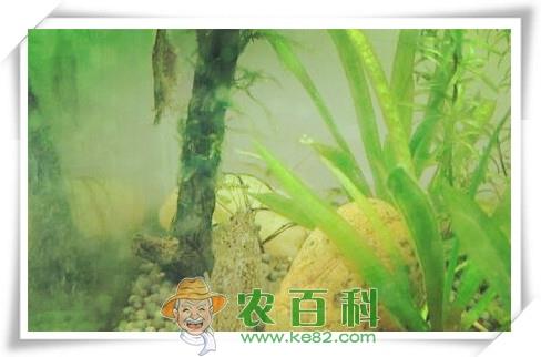 水草的主要作用有哪些?什么品种的水草好养?