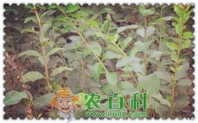 落叶乔木流苏苗长什么样？一般多少钱一棵？