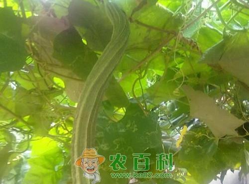 八棱瓜和丝瓜有什么区别？什么时候播种？有哪些功效及作用？