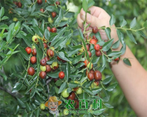 枣属植物酸枣适宜什么生长环境?主要分布在哪儿?