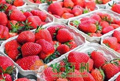 农民种植什么水果最赚钱?