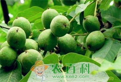 青皮核桃价格多少钱一斤？什么时候成熟？药用价值有哪些？