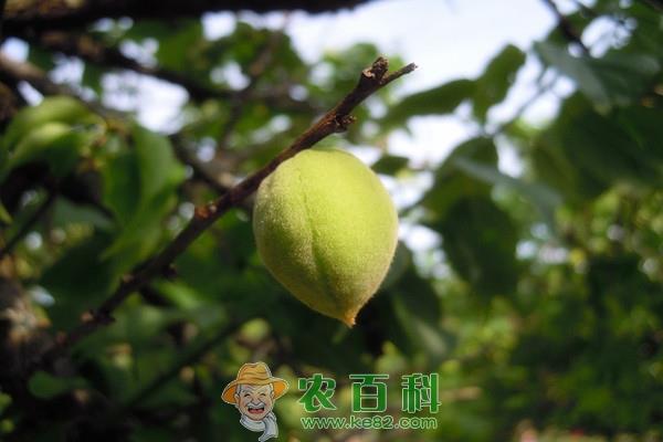 青梅是哪的特产？多少钱一斤2019？有什么好处？