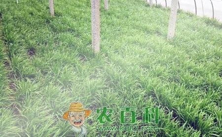 富含益生元的韭菜种植时间、栽培方法和病虫害防治技术